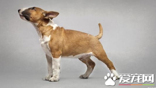 宠物狗牛头梗价格 家养一般1500至3000元