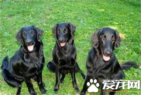 成年的平毛寻回犬大约多少钱 一般在600到2500元