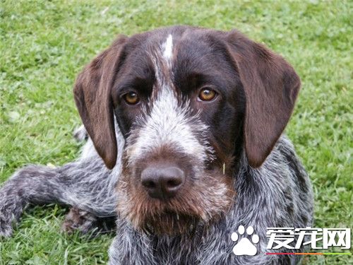 德国刚毛指示犬多少钱 参考价格2000到10000元