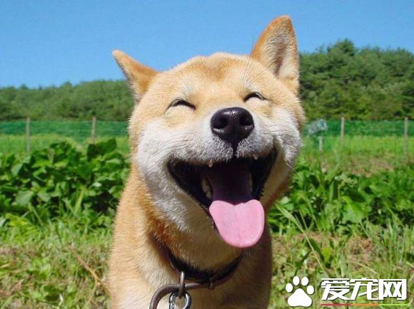 柴犬哪里买 一般宠物店里面都是可以买的