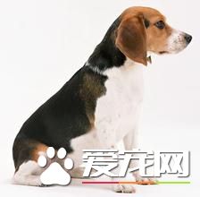 成年比格犬怎么训练 成年比格犬的训练方法