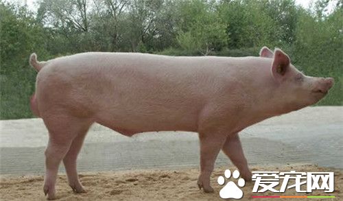 大约克夏猪价格 不同地区价格也是不相同的