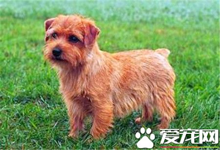 宠物狗罗福梗重量 罗福梗重量在5公斤左右