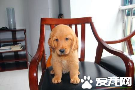 成年金毛寻回犬价钱 500元就可以买到