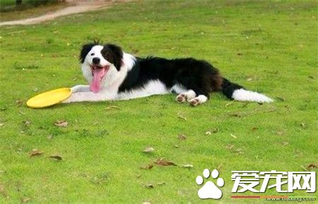 成年边境牧羊犬价格 不是纯种1000到2000左右