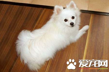 成年博美犬价格 不同地区价格也是不相同的