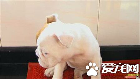 纯白英国斗牛犬多少钱 国内行情4500起步价