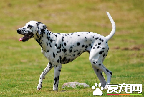 大麦町犬价钱 大麦町犬多宠物级200到500元