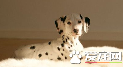 大麦町犬价钱 大麦町犬多宠物级200到500元