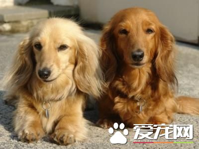 长毛腊肠犬多少钱一只 价格不低于3000元