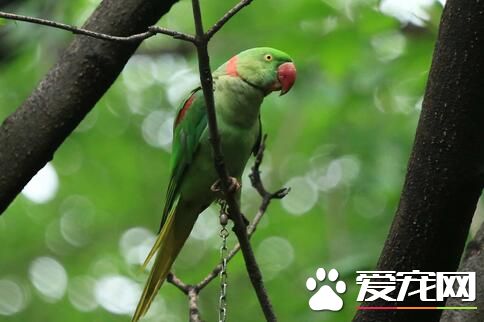 亚历山大鹦鹉多少钱 一般价格在800到900元