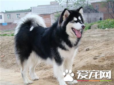 成年阿拉斯加雪橇犬价格 血统一般都在6000到8000