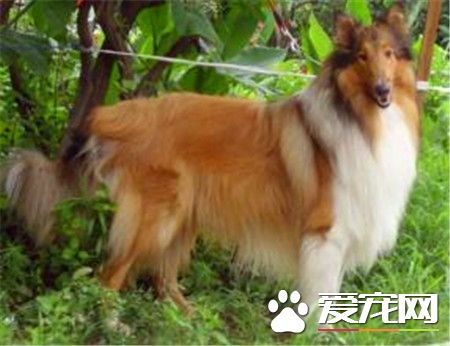成年苏格兰牧羊犬价格 赛级价格都在八千以上