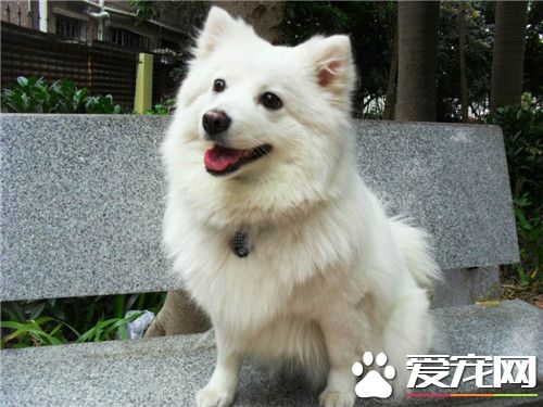 大银狐犬价格 一般的银狐犬在2500元左右
