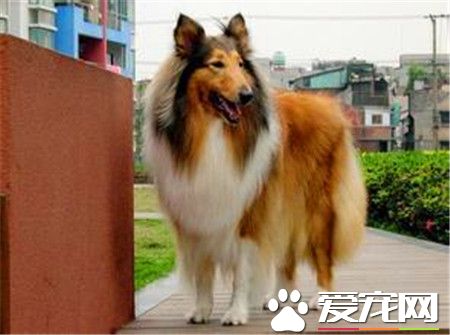 成年苏格兰牧羊犬价格 赛级价格都在八千以上
