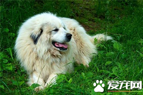 大白熊犬拉稀 可能是细小病毒性肠炎