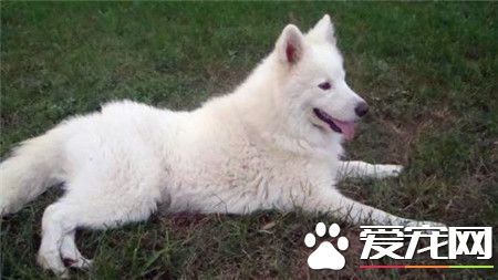 成年萨摩耶犬多少钱 品相一般的在800到1300