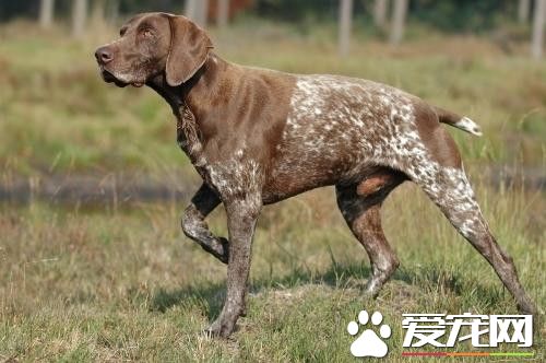 德国波音达指示犬价格 价格在2000到8000元