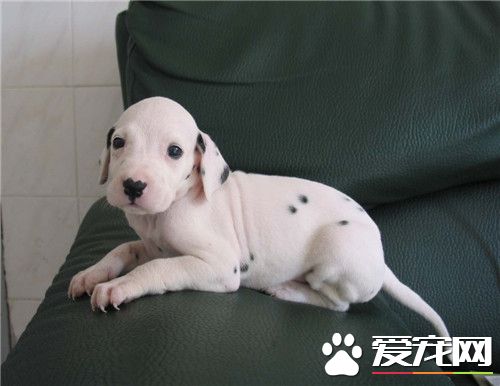 大麦町犬性格 聪明伶俐活泼热情忠心耿耿