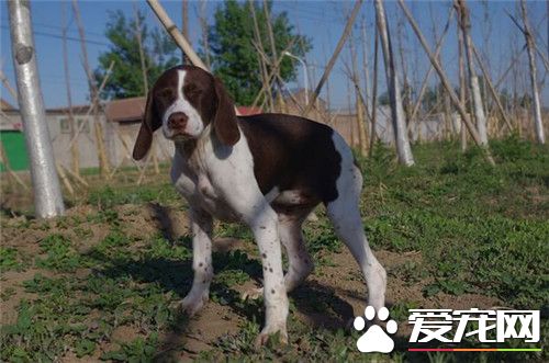 德国波音达指示犬价格 价格在2000到8000元