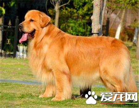 成年金毛寻回犬价钱 500元就可以买到