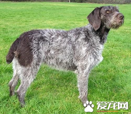 德国刚毛指示犬多少钱 参考价格2000到10000元