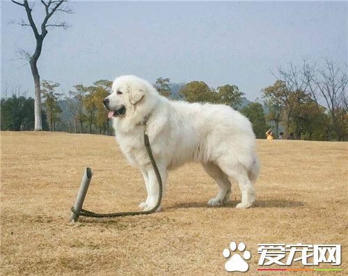 大白熊犬贵吗 价格受到多方面的因素影响