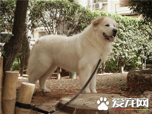大白熊犬配种价格 公的配种在800元左右