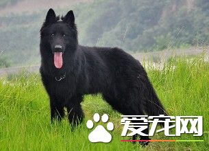成年比利时牧羊犬价格 价格大概在1500左右