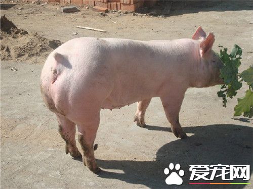 大约克夏猪价格 不同地区价格也是不相同的