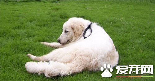 大白熊犬就是雪獒吗 完全不同的两个狗品种