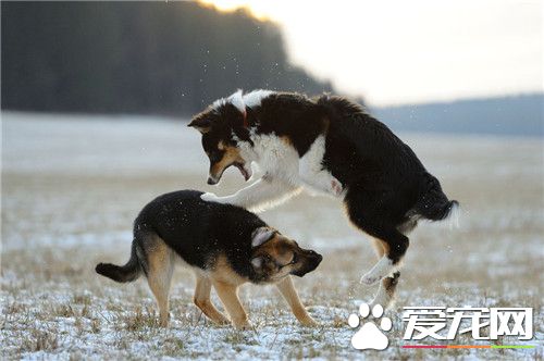 德国牧羊犬纯种价格 价格从1200到10000元不等