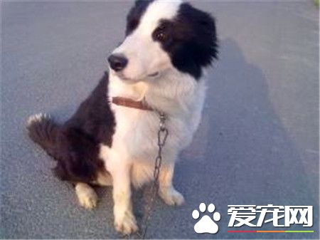 成年边境牧羊犬价格 不是纯种1000到2000左右