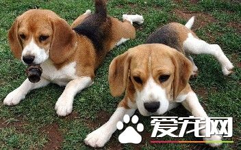 成年比格犬怎么训练 成年比格犬的训练方法