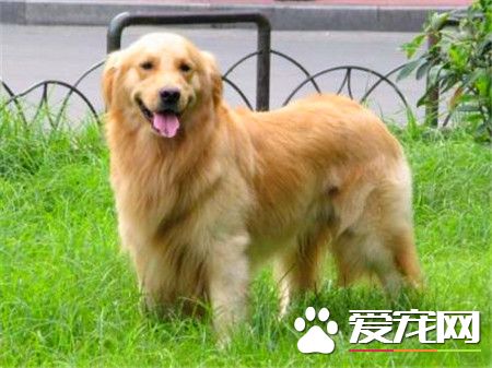 成年金毛寻回犬价钱 500元就可以买到