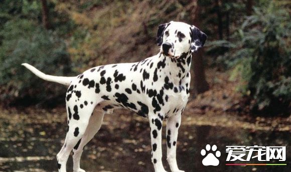 大麦町犬的缺点和优点 最主要的缺点就是掉毛