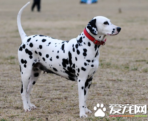 大麦町犬多重 大麦町犬体重约25公斤左右