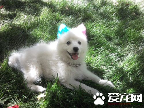 大银狐犬价格 一般的银狐犬在2500元左右