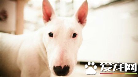 宠物狗牛头梗价格 家养一般1500至3000元