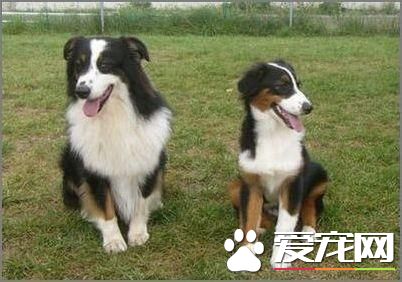 成年澳洲牧羊犬喂多少 不要给澳洲牧羊犬喝牛奶