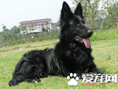 成年比利时牧羊犬价格 价格大概在1500左右