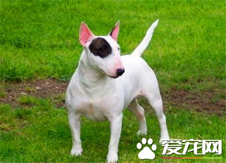 宠物狗牛头梗价格 家养一般1500至3000元