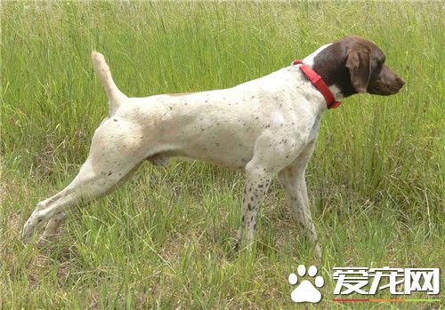 德国波音达指示犬价格 价格在2000到8000元