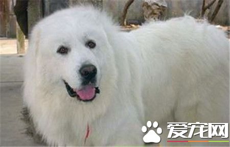 成年大白熊犬的价格 一般价格1500至3000元