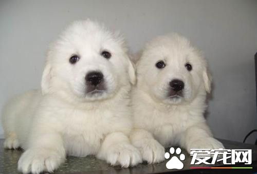 大白熊犬好训练吗 大白熊犬怎么训练