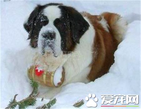 成年圣伯纳犬价格 价格在1200到7500不等