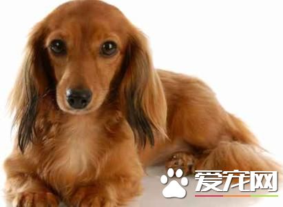 长毛腊肠犬多少钱一只 价格不低于3000元