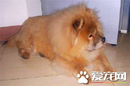 成年松狮犬价格 普通的松狮犬价格在1500元