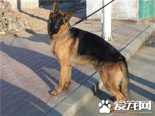 德国牧羊犬纯种价格 价格从1200到10000元不等