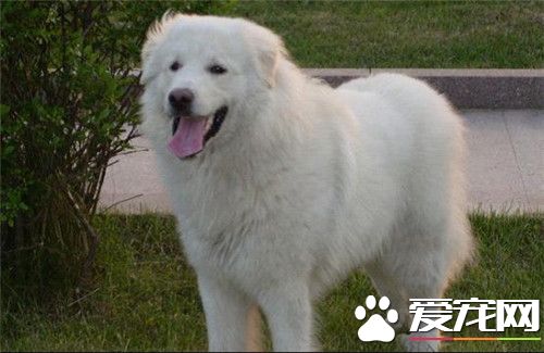 大白熊犬配种价格 公的配种在800元左右